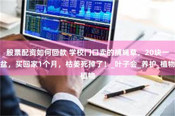 股票配资如何回款 学校门口卖的捕蝇草，20块一盆，买回家1个月，枯萎死掉了！_叶子会_养护_植物